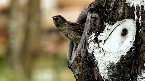 A bird enters its nest in a tree trunk with food in its mouth