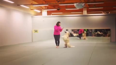 Dog dancing