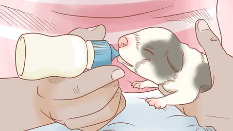 How to Take care of a Runt Puppy!