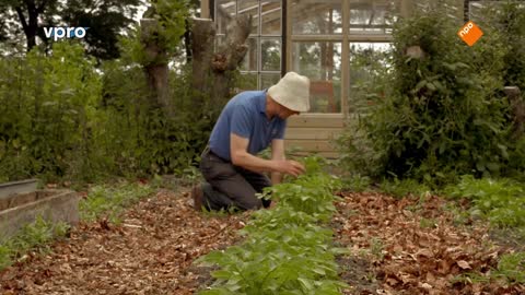 Maartens Moestuin deel 2/10. Selderijknol, aardappelen en stoofperen