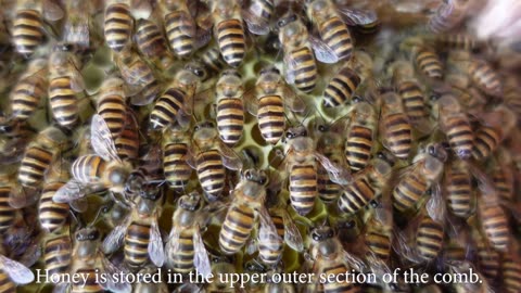 Ant vs. bee. Observation hive of Japanese honeybees, apis cerana japonica