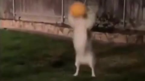 Funny Animals. #funnyanimals #dogs #funnyvideos #funnymoments #shorts #fyp