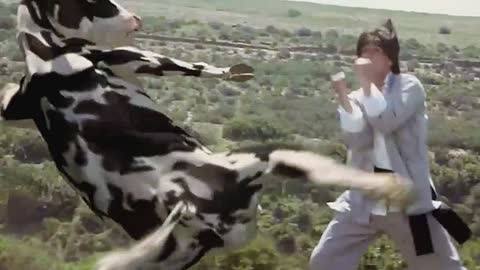 Kung Fu cow