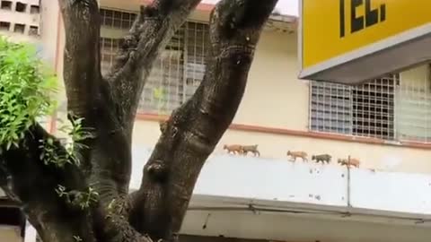 Feline family walking