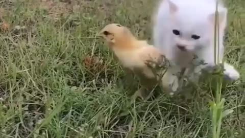 Cat playing with chick