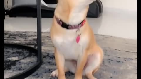 🔥 The most Angry Chihuahua in the world #3 Chihuahua TV