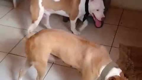 Pitbull couple playing in the kitchen at home.