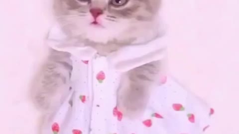 Funny REACTION #15 - Kitten dressed like a little BABY