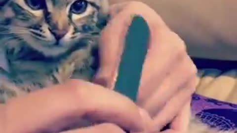 kitten also takes care of beauty and nails