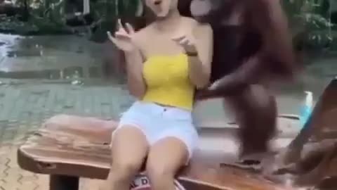 happy monkey