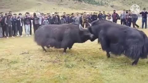 a big black tibetan yak fight