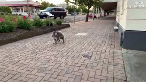 Adorable Street Smart Koala Carrying A baby koala Stops At A Crossing