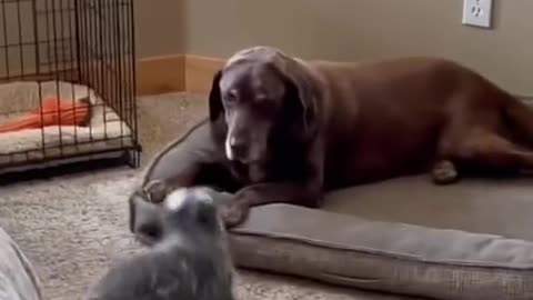 Funniest Animals - Best Of The 2021 Funny Animal Videos