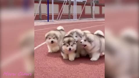 Mood Booster Super Cute😍😍 Alaskan Malamute Puppies😋😋 Video compilation!