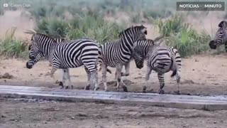 Zebras travam batalha épica em Parque Nacional na África