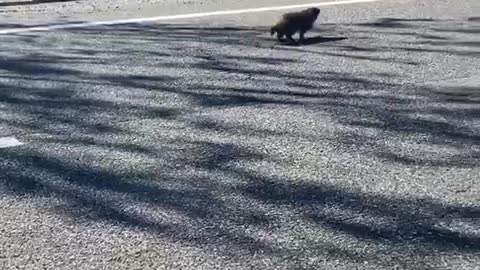 Worried for a Groundhog Playing in Traffic