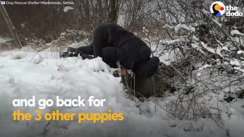 Brave Mama Dog Asks Strangers for Help To Save Her Babies | The Dodo