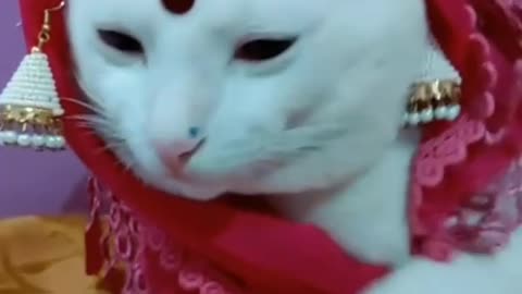 Funny Cat Tiktok - Don't Try To Stop Laughing