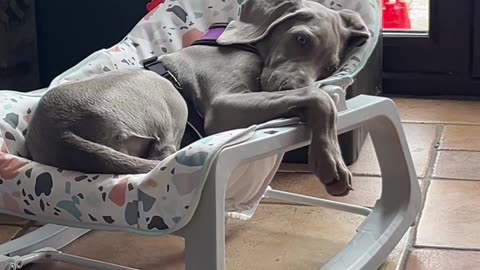 Weimaraner Puppy Naps In Baby Seat