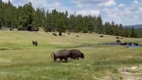 Woman plays dead to survive bison charge