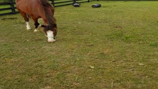 Pony and Great Dane Best Friends