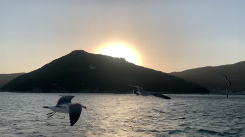 With seagulls at sunset in Tongyeong, South Korea