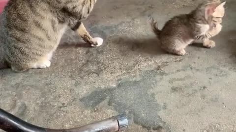 CAT BABY IS TRYING TO COPY HER MOTHER (CUTE MOMENT) 🐈️💕