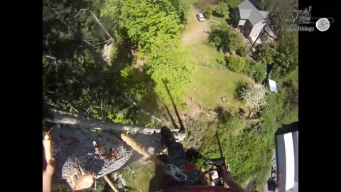 World Dangerous Large Tree Topping and Felling By Arborists - Hazard Tree Cutting Down