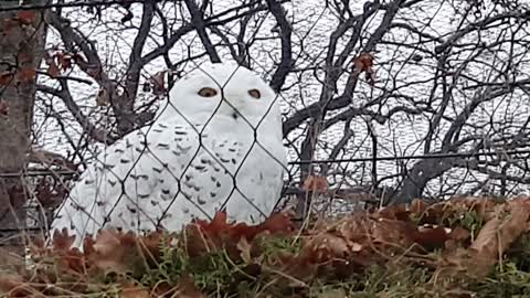 Snow ❄ owl 🦉 in the Zoo Berlin 🦉