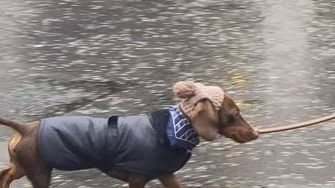 Dachshund Dresses for London Weather