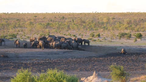 A large herd of African Bush elephants at Khaudum National Park, Namibia