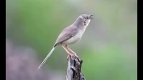 Nature parrot 🦜 singing