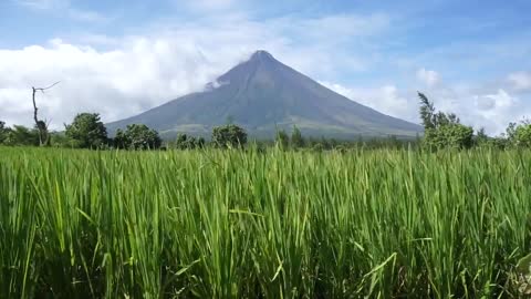 Mount Mayon Volcano with wind blowing through the rice fields