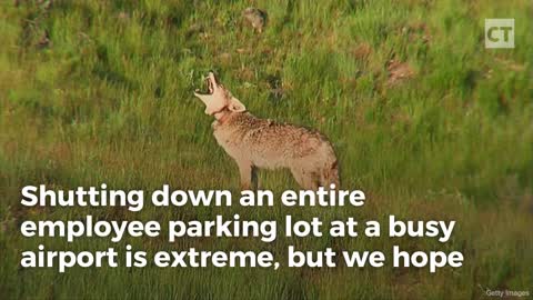 Single Coyote Shuts Down Liberal Utopia