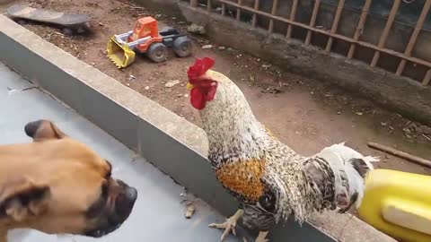 Dog x Rooster who won the game🐕🐓😍🥵