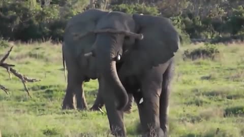 Elephant vs Rhino