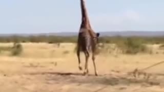 Giraffe rescued in South Africa#shorts #wildlife