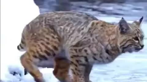 Cat or Tiger? Pub Jump - Viral Animals Video Clip