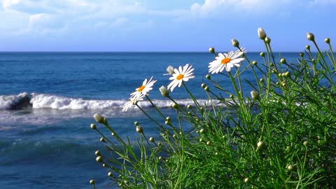 Daisy Flowers