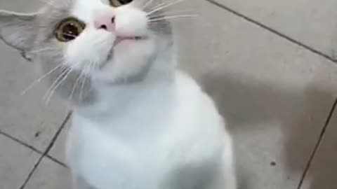 Amazing cat 🐈 trending video