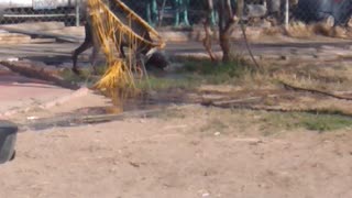 Doberman barking at water