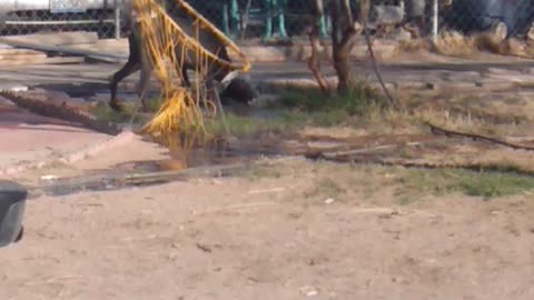 Doberman barking at water