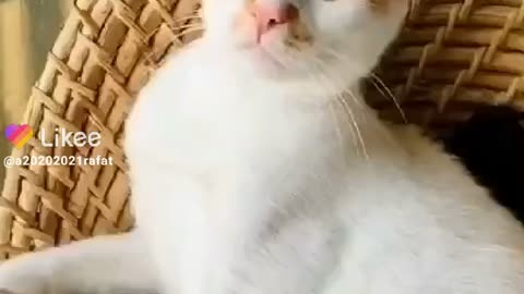 Video is Cate funny cat