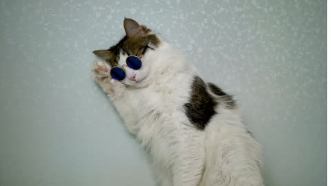 Cats wearing sunglasses