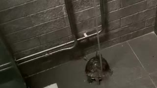 Dancing Turtle Grooves Away In the Shower