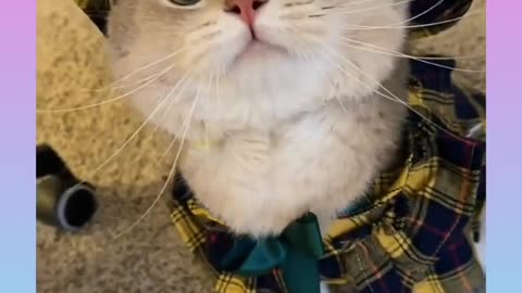 😹_Cute_and_Funny_Cat_and_Dog_Video_Compilation_#shorts_##