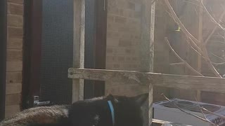 Careless Cat Falls Off Table While Playing With Stuffed Animal