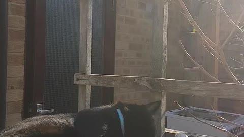 Careless Cat Falls Off Table While Playing With Stuffed Animal