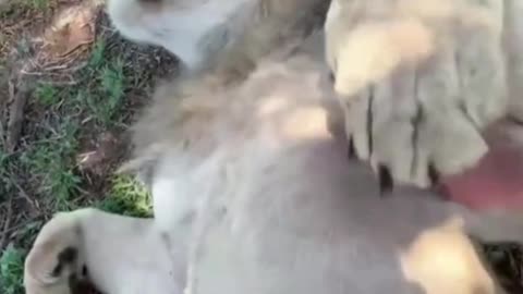 Get up close and personal with lions