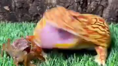 Funny frogs eat everything